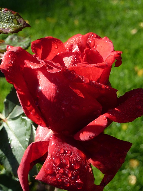 Free Rose Rose Flower photo and picture