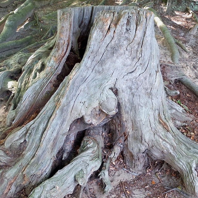 Free Tree Stump Old photo and picture