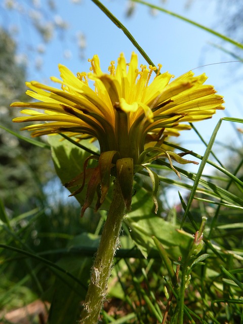 Free Dandelion Flower photo and picture