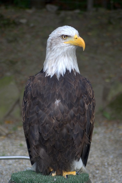Free White-Tailed Eagle Eagle photo and picture