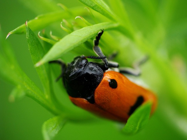Free Ladybug Grass photo and picture