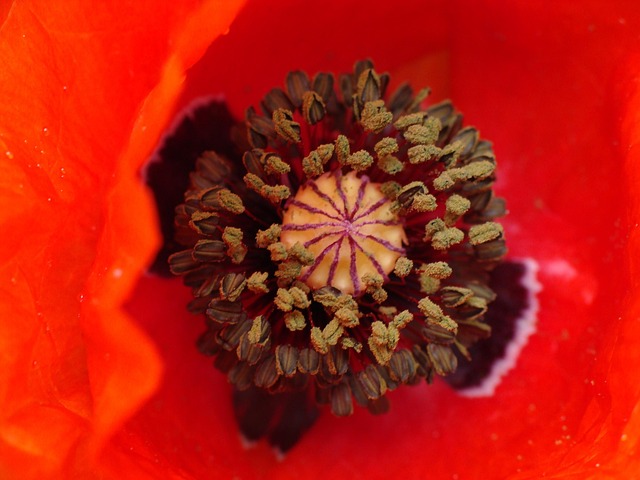 Free Poppy Flower photo and picture