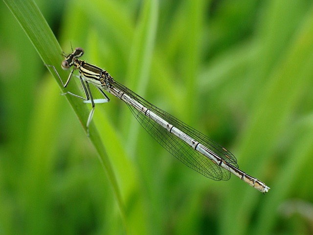Free Insect Macro photo and picture