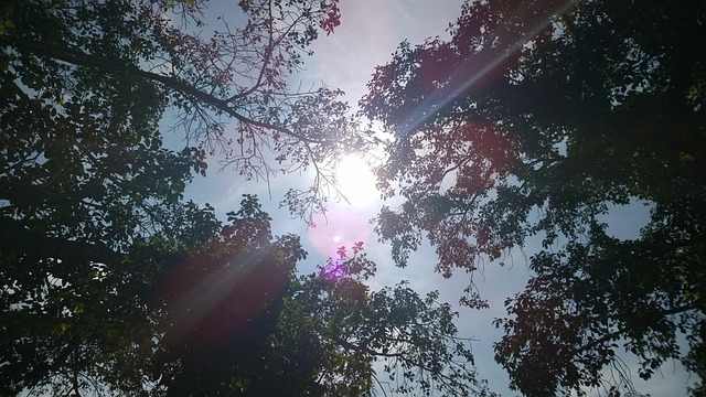 Free Sun Trees photo and picture