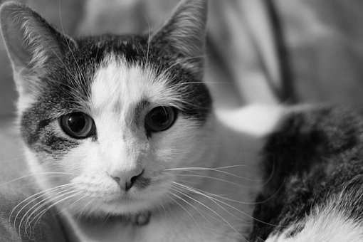 Free Cat Domestic photo and picture