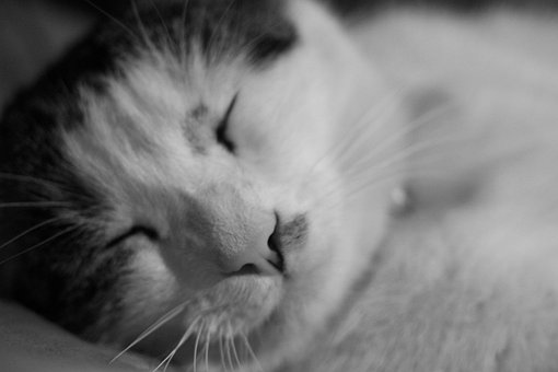 Free Cat Domestic photo and picture