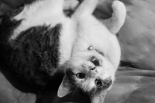Free Cat Domestic photo and picture