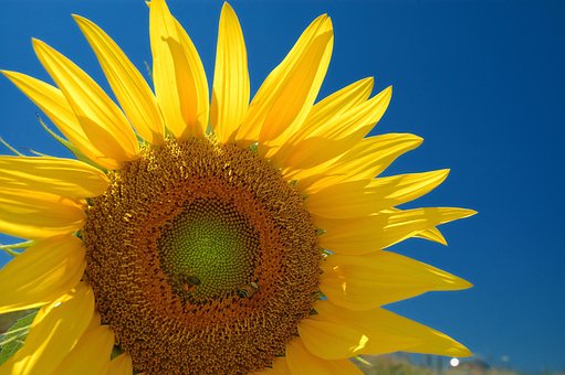 Free Sunflowers Flowers photo and picture