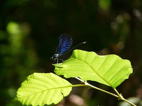 Free Young Lady Nature photo and picture