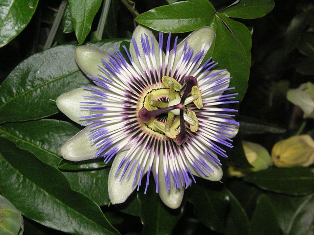 Free Passionflower Flowers photo and picture