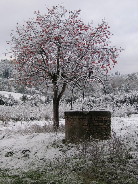 Free Snow Tree photo and picture