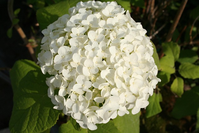 Free Viburnum Bush photo and picture