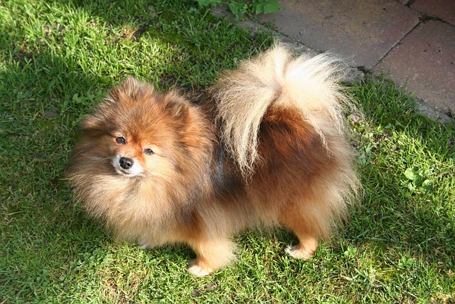 Free Dwarf Keesje Orange-Sable photo and picture