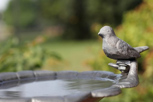 Fuglebad, Sommer, Natur, Vand, Fugl