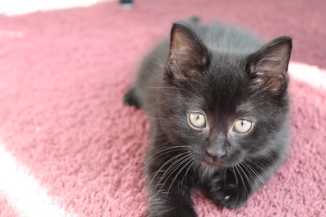 Free Kitten Black photo and picture