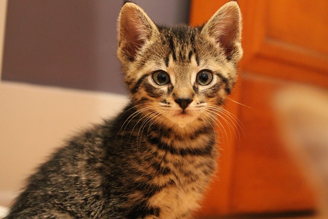 Free Kitten Cute photo and picture