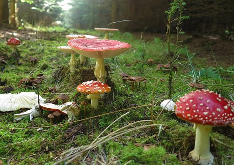 Amanita Muscaria, Fly Agaric, Mushroom