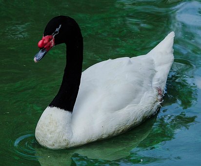 Swan, Cisne De Cuello Negro