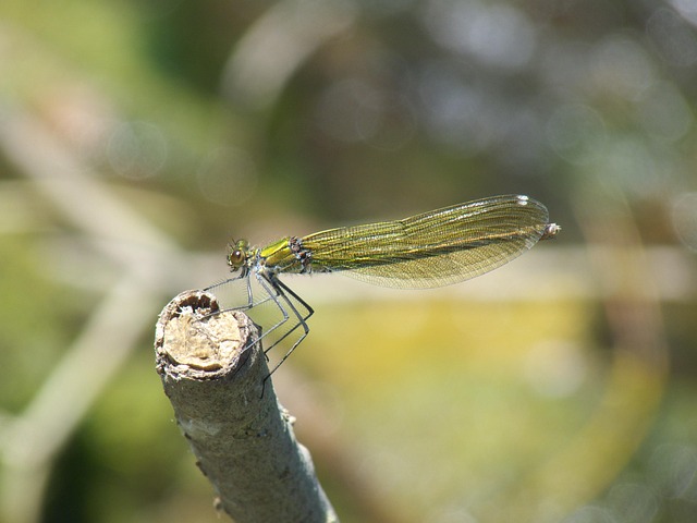 Free Dragonfly Insect photo and picture