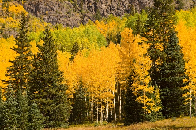 Free Autumn Color photo and picture