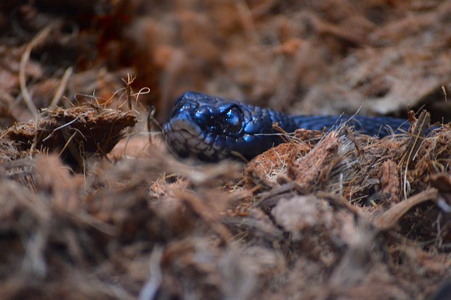 Free Snake Reptile photo and picture
