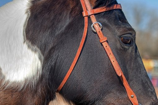 Free Horse Animal photo and picture