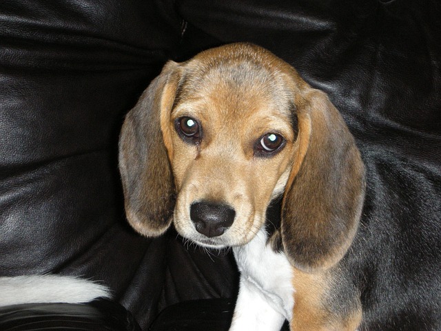 Free Beagle Dog photo and picture