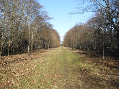 Free Wood Walk photo and picture