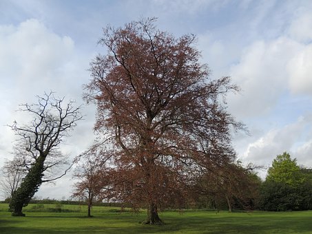 Free Tree Nature photo and picture