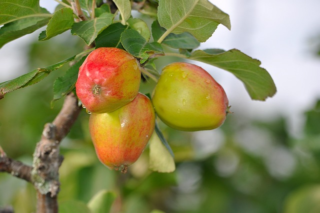Free Apples Fruit photo and picture