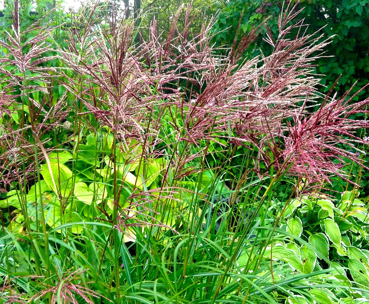 Rumput Jepang Abadi Telinga - Foto gratis di Pixabay - Pixabay