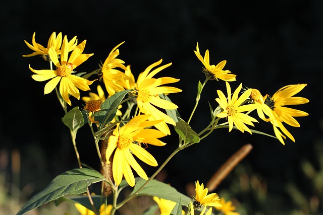 Free Flowers Flower Background photo and picture