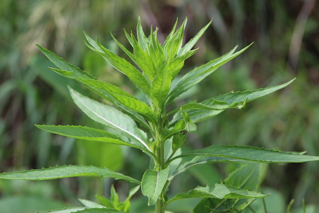 Free Nature Leaves photo and picture