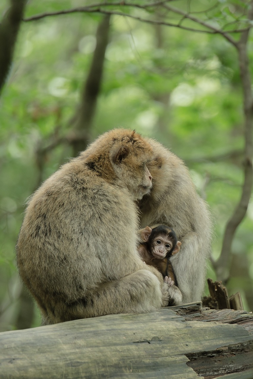 揭秘恐龍動物園里的探索之旅，恐龍園游記與游戲攻略分享