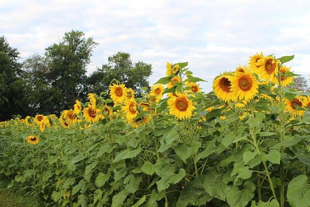 Free Sunflower Blooming photo and picture