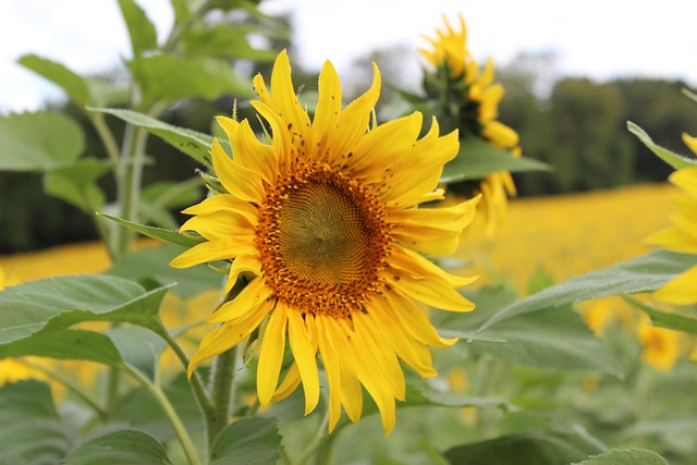 Free Sunflower Blooming photo and picture