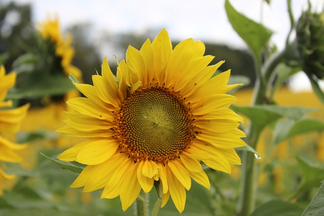 Free Sunflower Flower Background photo and picture