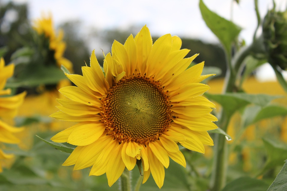 Sunflower Blooming Flower · Free photo on Pixabay