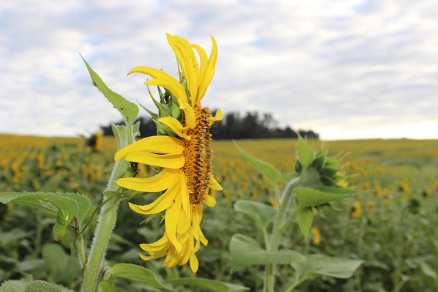 Free Sunflower Blooming photo and picture