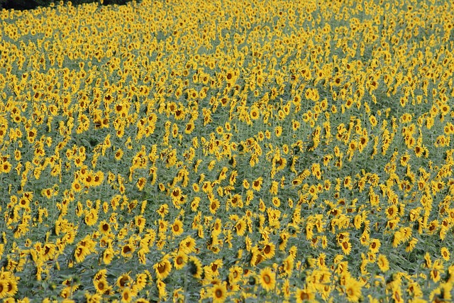 Free Sunflower Flower Background photo and picture