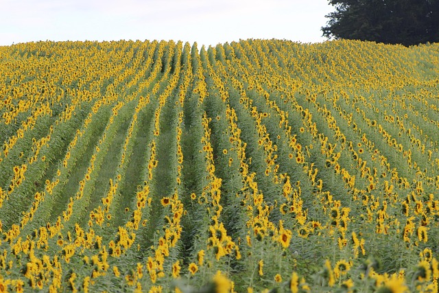 Free Sunflower Nature photo and picture