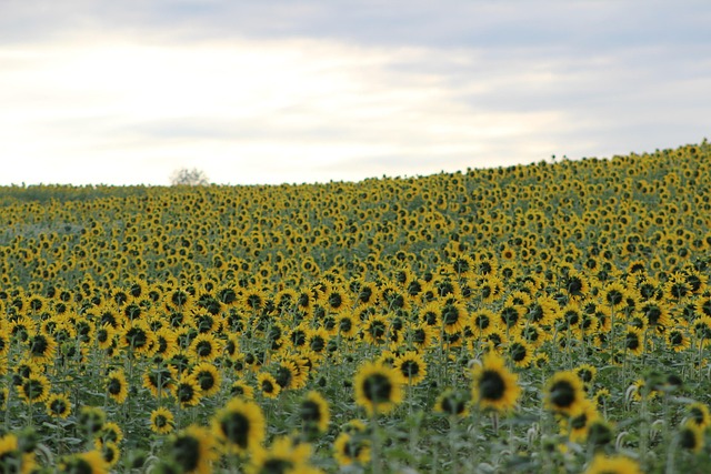 Free Sunflower Blooming photo and picture