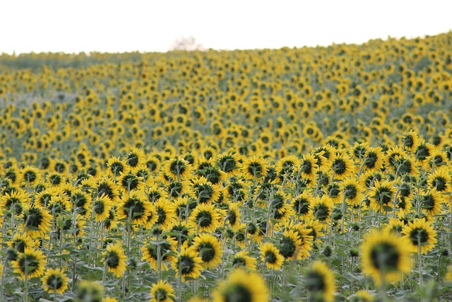 Free Sunflower Blooming photo and picture