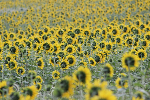 Free Sunflower Nature photo and picture