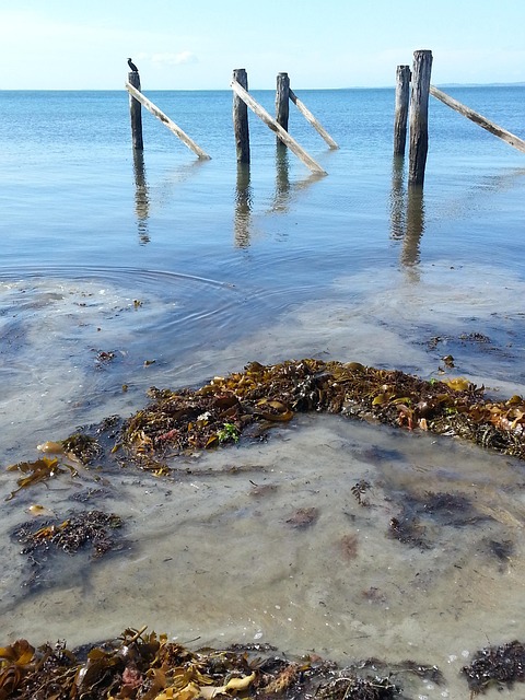 Free Seaside Jetty photo and picture