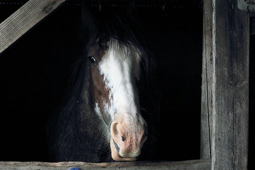 Hest, Gå I Stå, Lade, Dyr, Gård, Brun