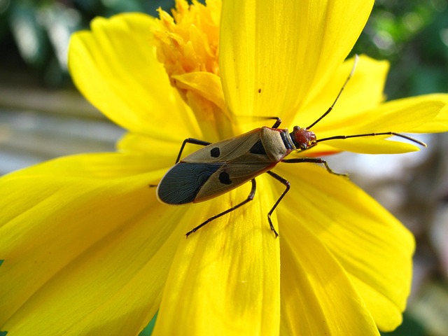 Free Beetle Insect photo and picture