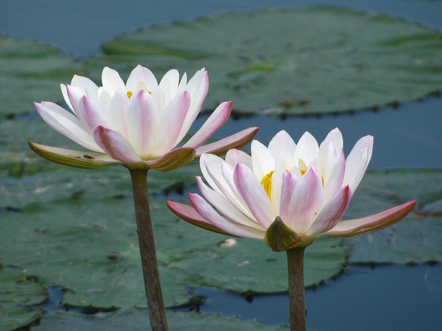 Free Water Lily Flowers photo and picture