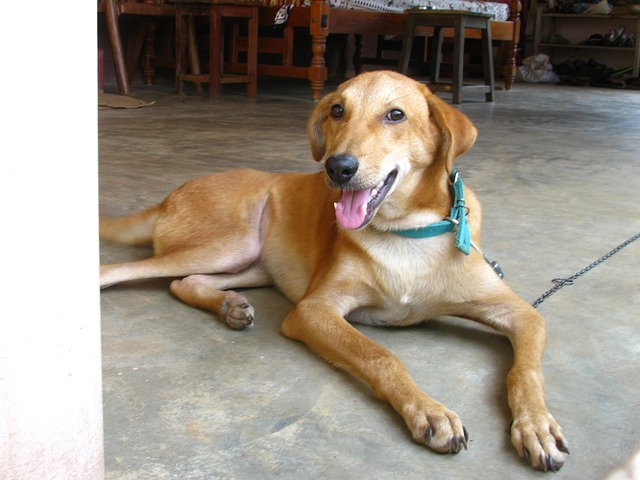 Free Dog Animal photo and picture
