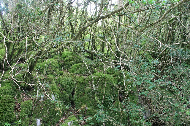 Free Forest Trees photo and picture